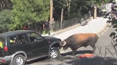 The angry buffalo