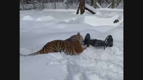 Tiger Christmas