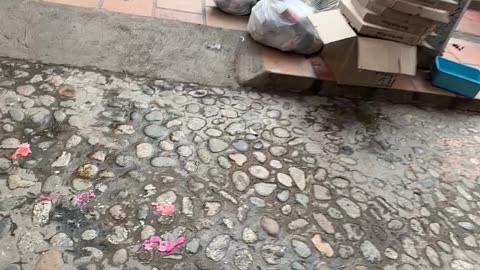 Trash Dog Chases Stomped Foot