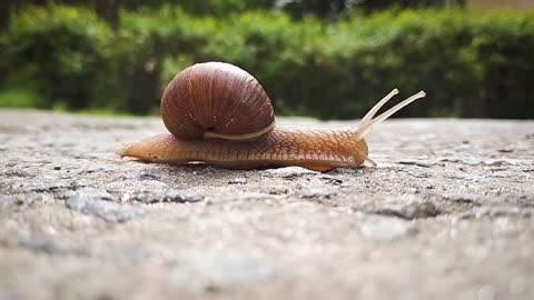 Snail crawling