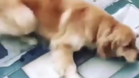 Funny Dog Video