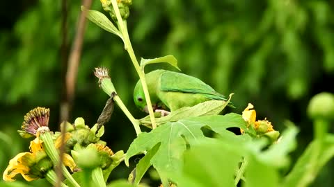 parrot feeding.13