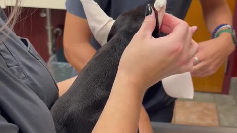 Dobe ear taping