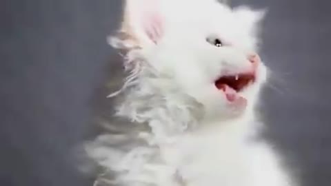 Kitten singing a song #funny #cats