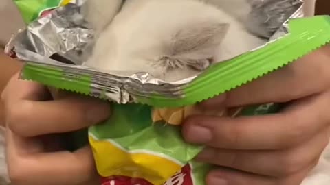 A cat in a potato chip