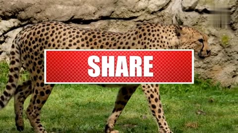 Amazing Facts 😎 | Facts video | Animal Facts #Fact