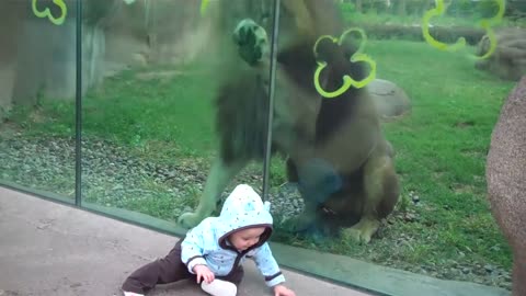 Lion trying to attack baby at zoo