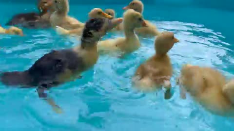 Cute Baby Ducklings in pool for the First Time!