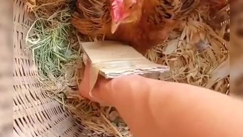 Ingenious Ways Of Stealing Eggs From Aggressive Hen