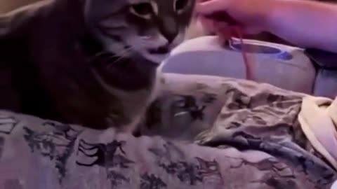 cats having fun with her owner