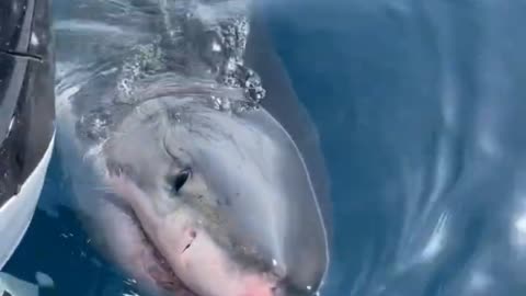 Great White Shark Gulf of Mexico