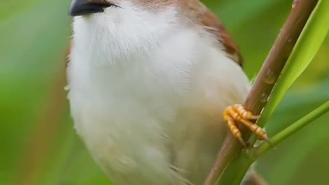 Golden-eyed thrush finch # Protected animals