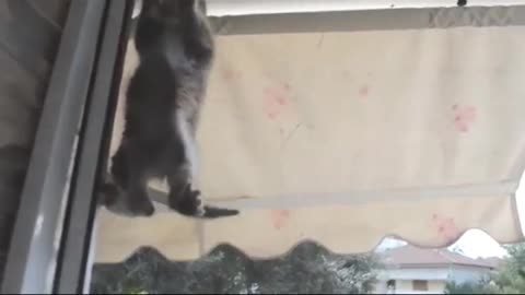 cat climbing on mirror