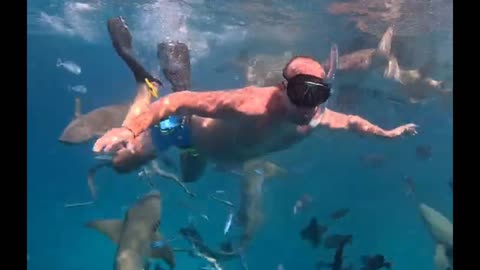 Swimming with sharks