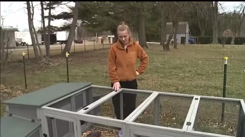 Ohio Woman Finds All Of Her Chickens KILLED From Chemicals Outside Of East Palestine