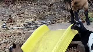 Accidental Slide Surprises Goat Kid