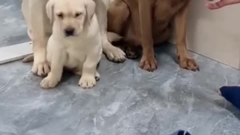 Mother dog protects baby dog and complaints on father dog 🤣😂