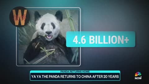 Ya Ya the panda returns to China after 20 years in U.S.