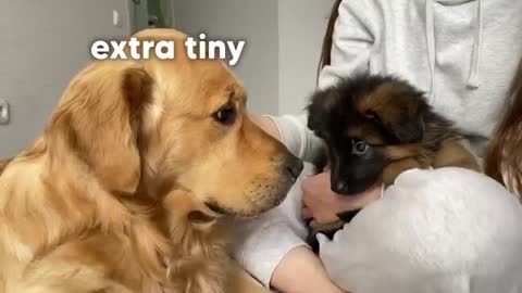 Golden Retriever Meets New Puppy _ Emotional Dog Reaction