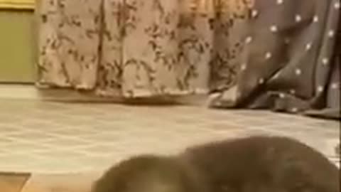 Cat Funny Videos