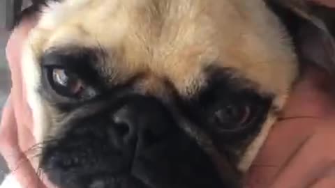 Super relaxed pug enjoys face massage