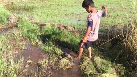 Primitive Technology - Cowboys catch big fish in rice field - Fishing Skills