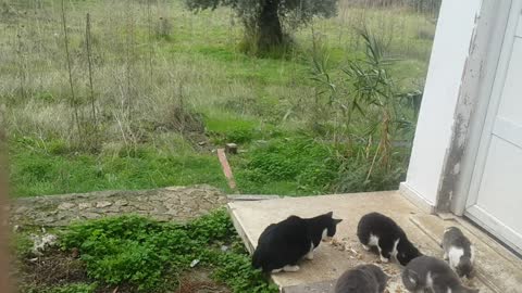 Cats in North Cyprus. قطط جميلة في الحديقة اطعمها كل يوم