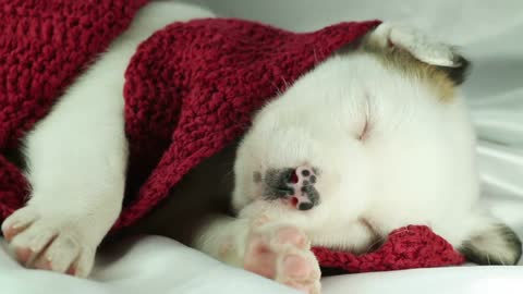 newborn puppy sleeping