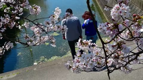 Colours of Nature in Sakura Japan (Cherry Blossom