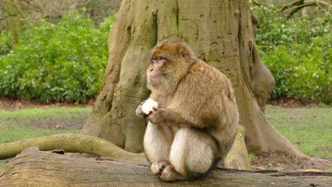 The Barbary macaque