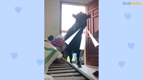 Cow Thinks She's A Dog And Follows His Human Best Friend Everywhere | The Dodo Soulmates