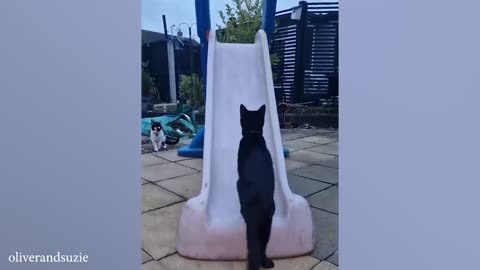 Funny cat video