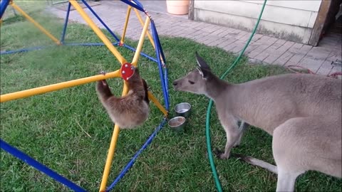 "Hilarious Animal Antics: Laugh Out Loud with these Crazy Creatures!"