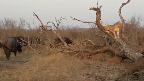 Animal in jungle with struggle for life and food