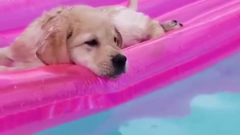 CUTE LITTLE PUPPY HAVING A NICE TIME IN THE POOL