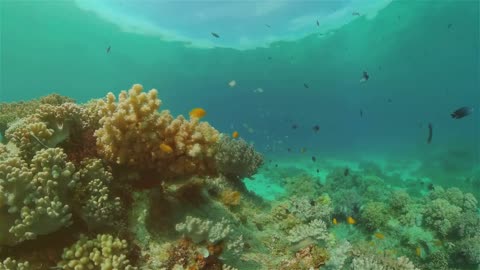 Deep Dive into An Aquarium with Colorful Beautiful Exotic Fish