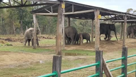 wild elephant mating domestic elephant.