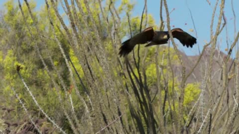 Squirrel vs eagle