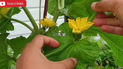 How to Grow Gourds at Home | FULL INFORMATION