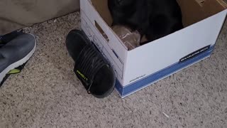 Hank wants the shoe