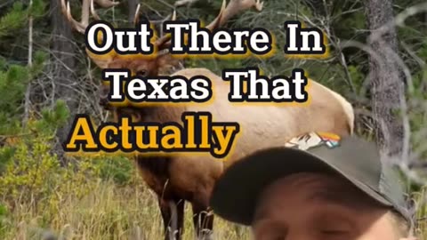 Laws on hunting Elk in Texas