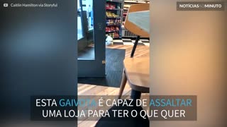 Gaivota rouba salgadinho de loja na Escócia