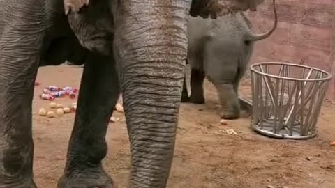 Baby Elephant got Sugar Rush