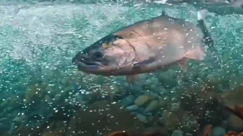 beautiful salmon swimming against the current