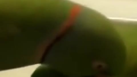 Parrot riding a bicycle and two carob kissing each other