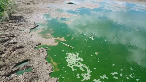 Dying fish in a drying lake