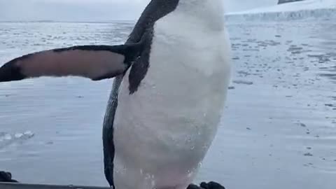 Penguin in Antarctica