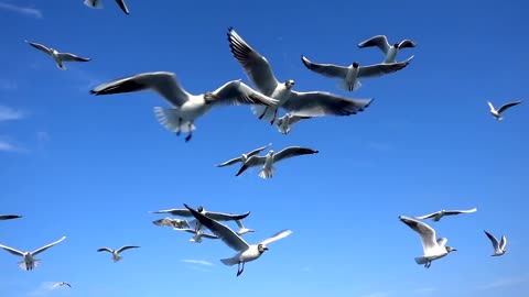 Flock of seagulls in the sky