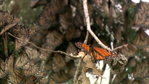 4K Video Butterfly Metamorphosis