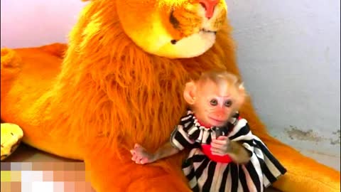 OhMyGod! Adorable Boy Chaly Extremely Playing - Monkey Animals 054